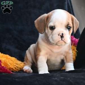 Oliver, Miniature Bulldog Puppy
